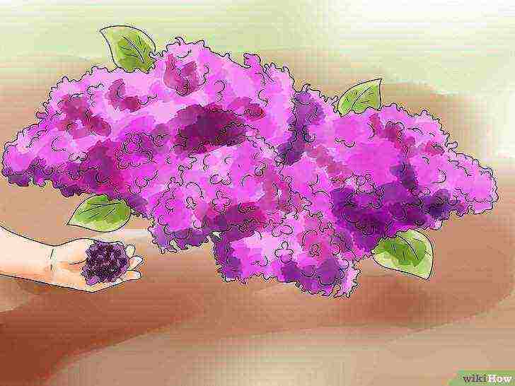 how to grow lilacs at home