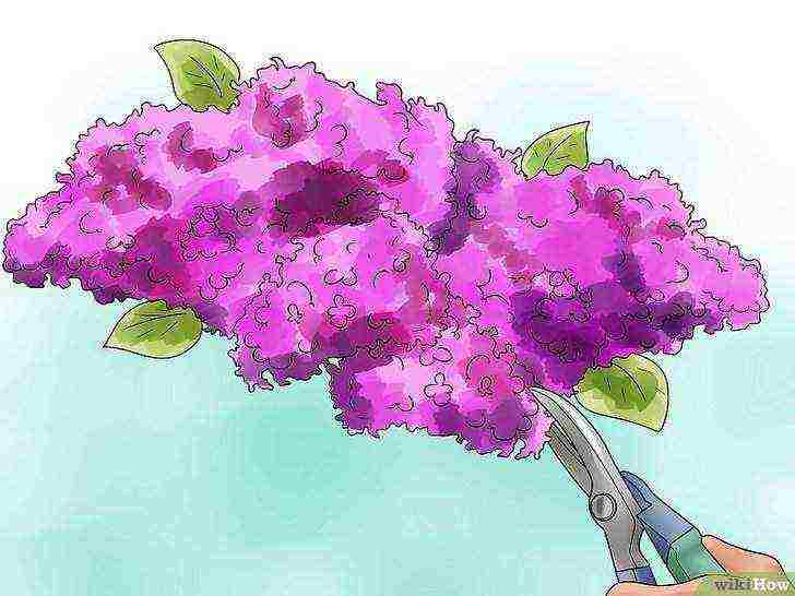 how to grow lilacs at home