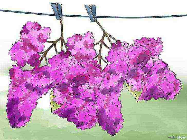 how to grow lilacs at home