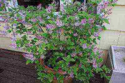 how to grow lilacs at home