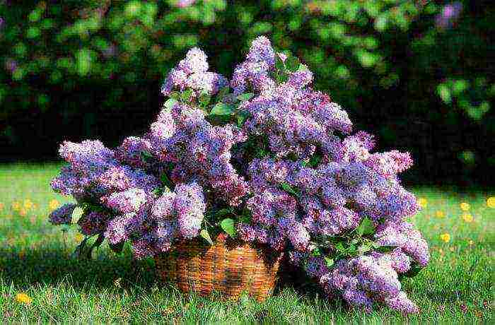 how to grow lilacs at home