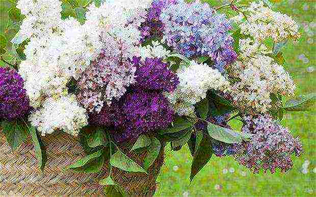 how to grow lilacs at home