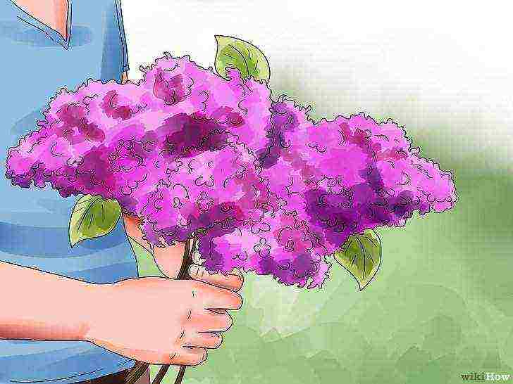 how to grow lilacs at home