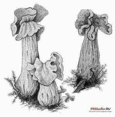 how to grow morels at home