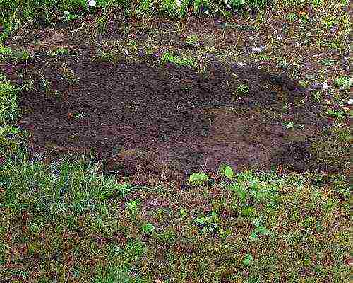 how to grow morels at home