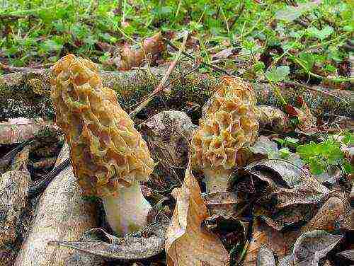 how to grow morels at home