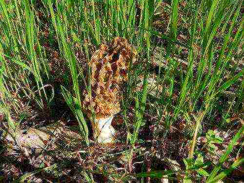 how to grow morels at home