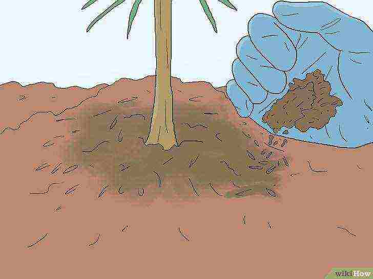 how to grow pines at home