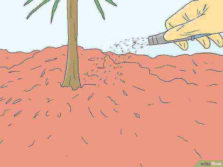 how to grow pines at home