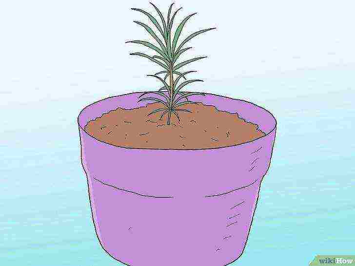 how to grow pines at home