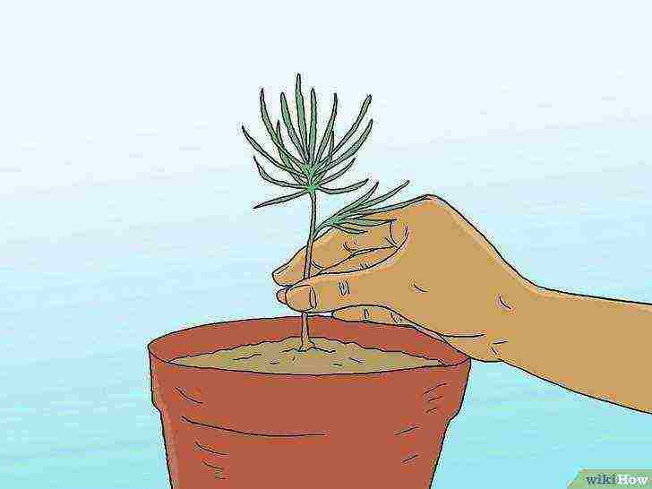 how to grow pines at home