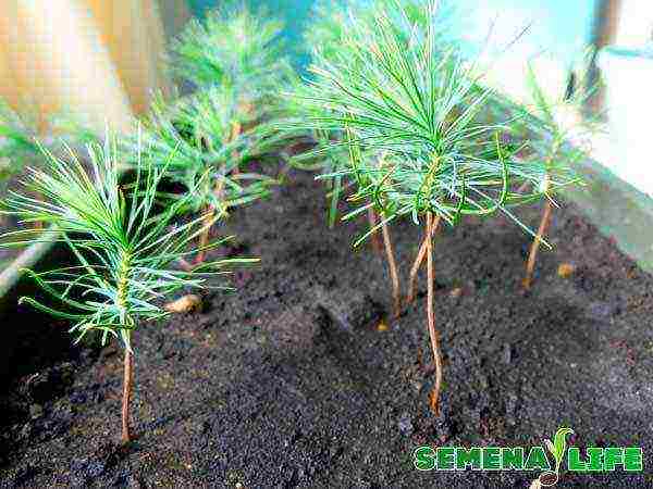 how to grow pines at home