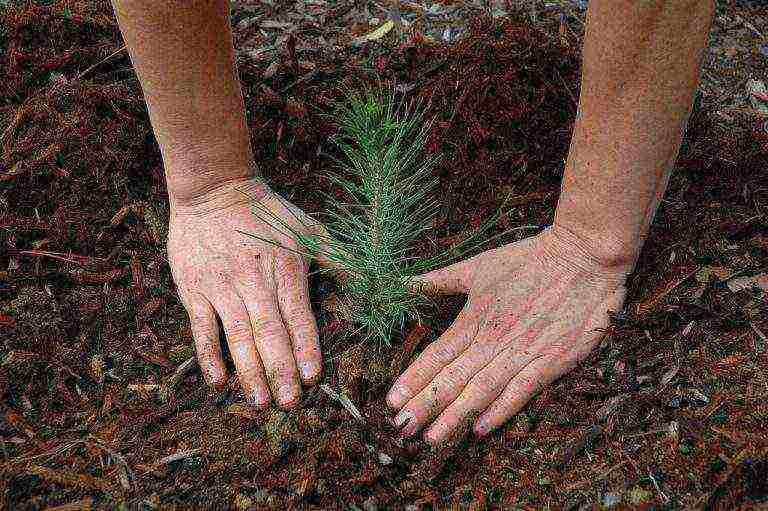 how to grow pines at home
