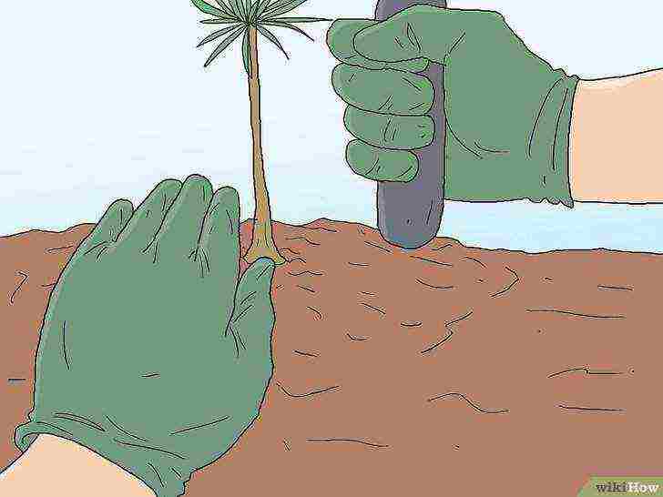 how to grow pines at home