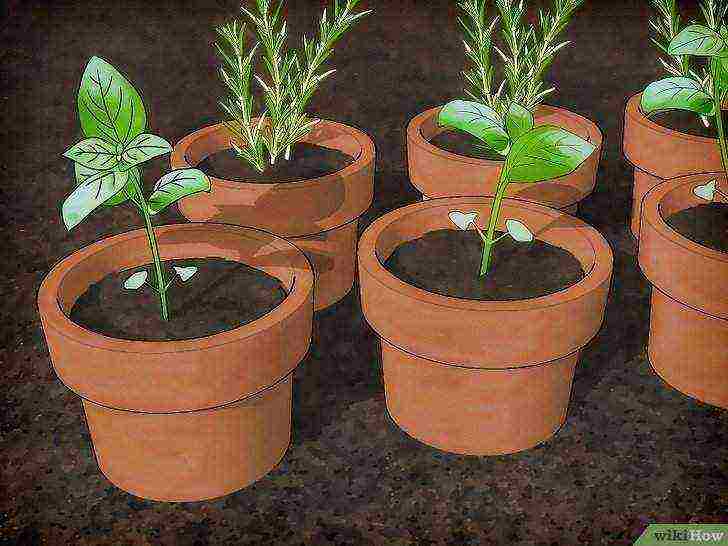 how to grow spices at home