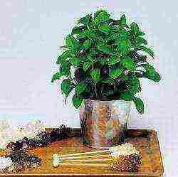 how to grow stevia at home