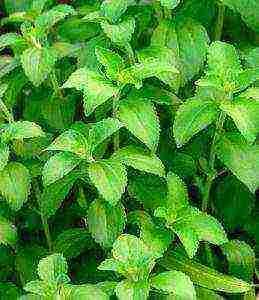 how to grow stevia at home