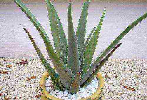 how to grow an agave at home