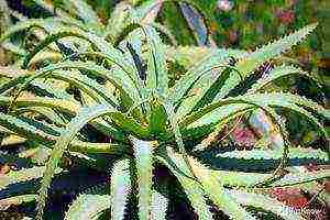 how to grow an agave at home