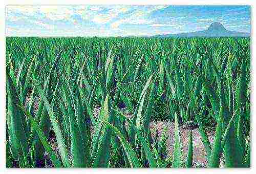 kung paano palaguin ang agave sa bahay