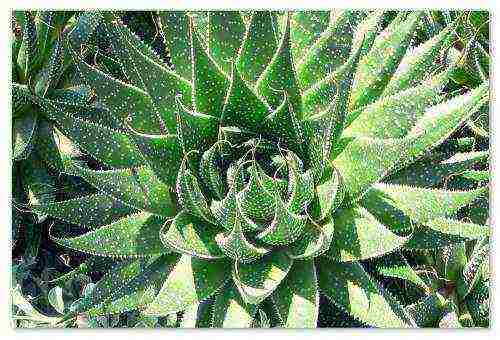 how to grow an agave at home