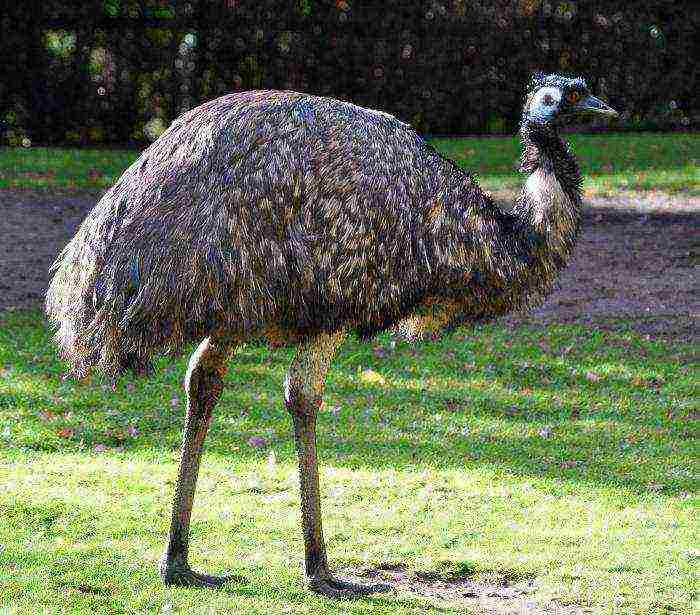 how to grow an ostrich at home