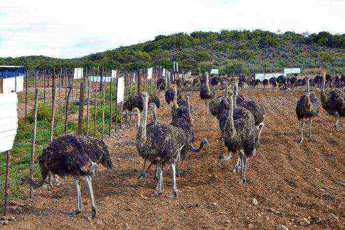 how to grow an ostrich at home