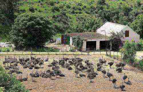 kung paano palaguin ang isang ostrich sa bahay