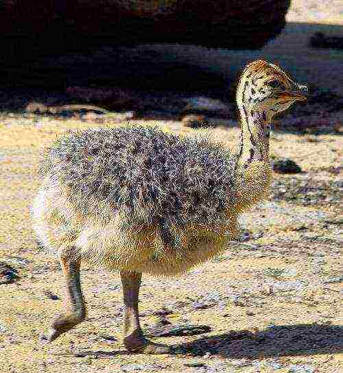 kung paano palaguin ang isang ostrich sa bahay