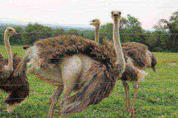 how to grow an ostrich at home