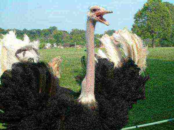 how to grow an ostrich at home