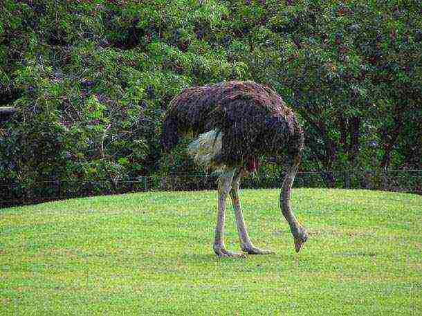 how to grow an ostrich at home