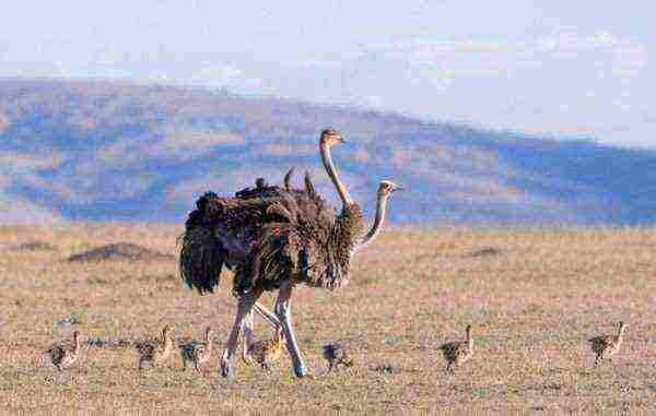 how to grow an ostrich at home