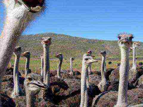 how to grow an ostrich at home