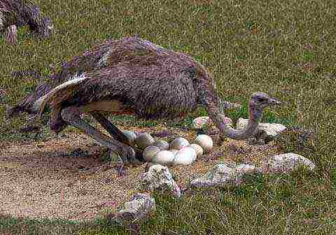 kung paano palaguin ang isang ostrich sa bahay