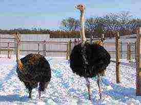 how to grow an ostrich at home