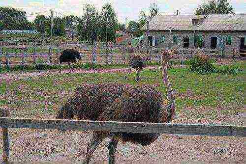how to grow ostriches at home