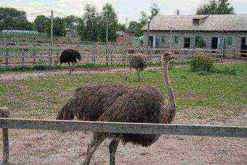 kung paano palaguin ang mga ostriches sa bahay