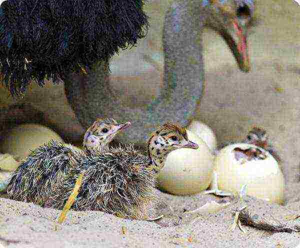 how to grow ostriches at home