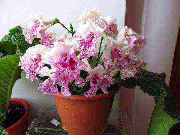 how to grow streptocarpus at home