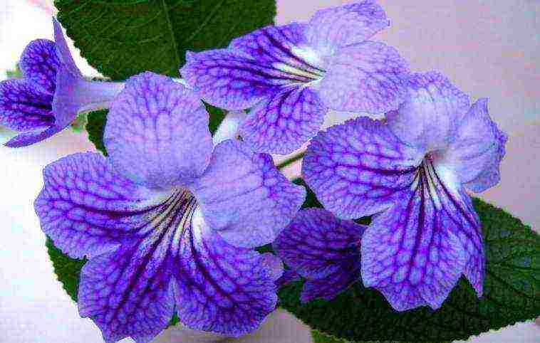 kung paano palaguin ang streptocarpus sa bahay