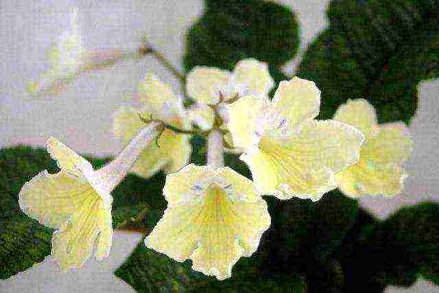 kung paano palaguin ang streptocarpus sa bahay