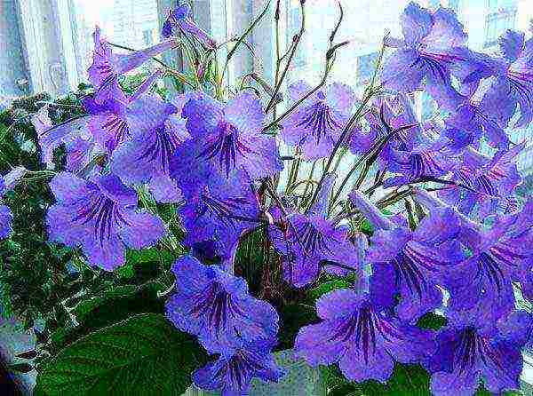 kung paano palaguin ang streptocarpus sa bahay