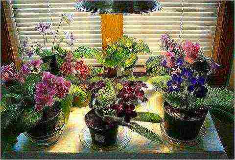 how to grow streptocarpus at home