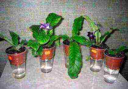 how to grow streptocarpus at home