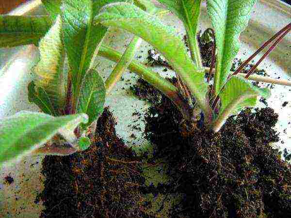 how to grow streptocarpus at home