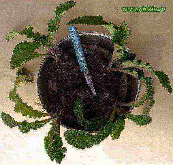 how to grow streptocarpus at home