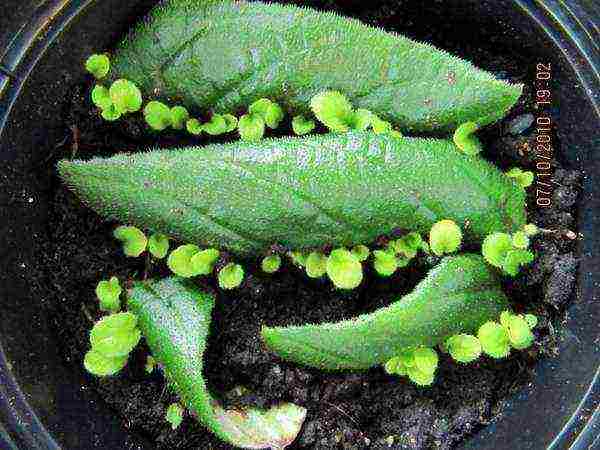 kung paano palaguin ang streptocarpus sa bahay