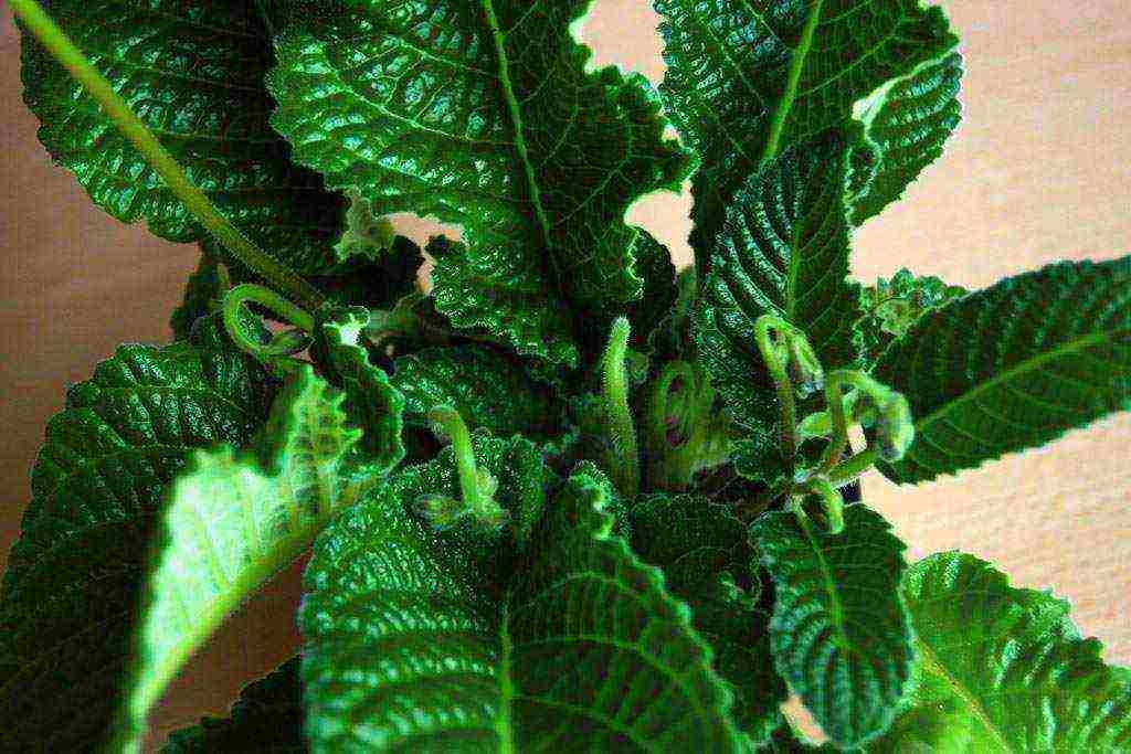 kung paano palaguin ang streptocarpus sa bahay