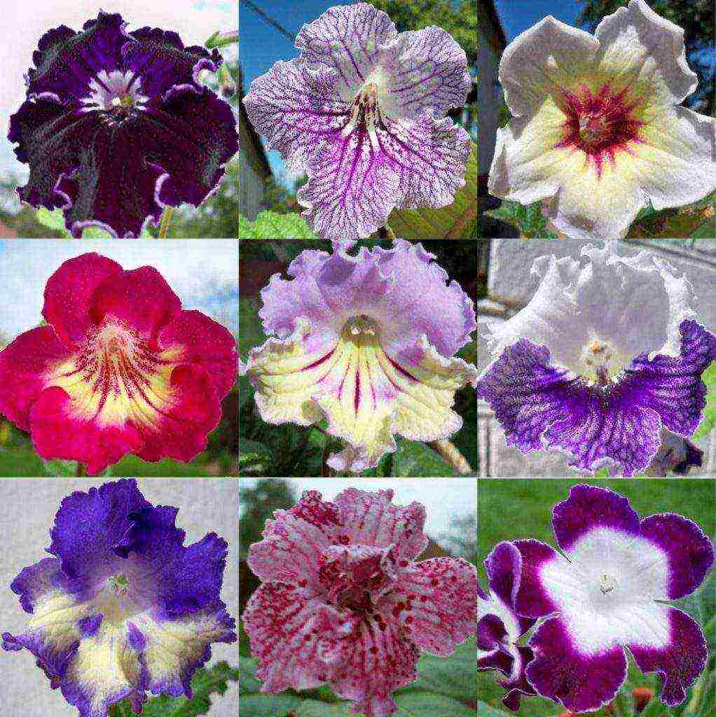 how to grow streptocarpus at home